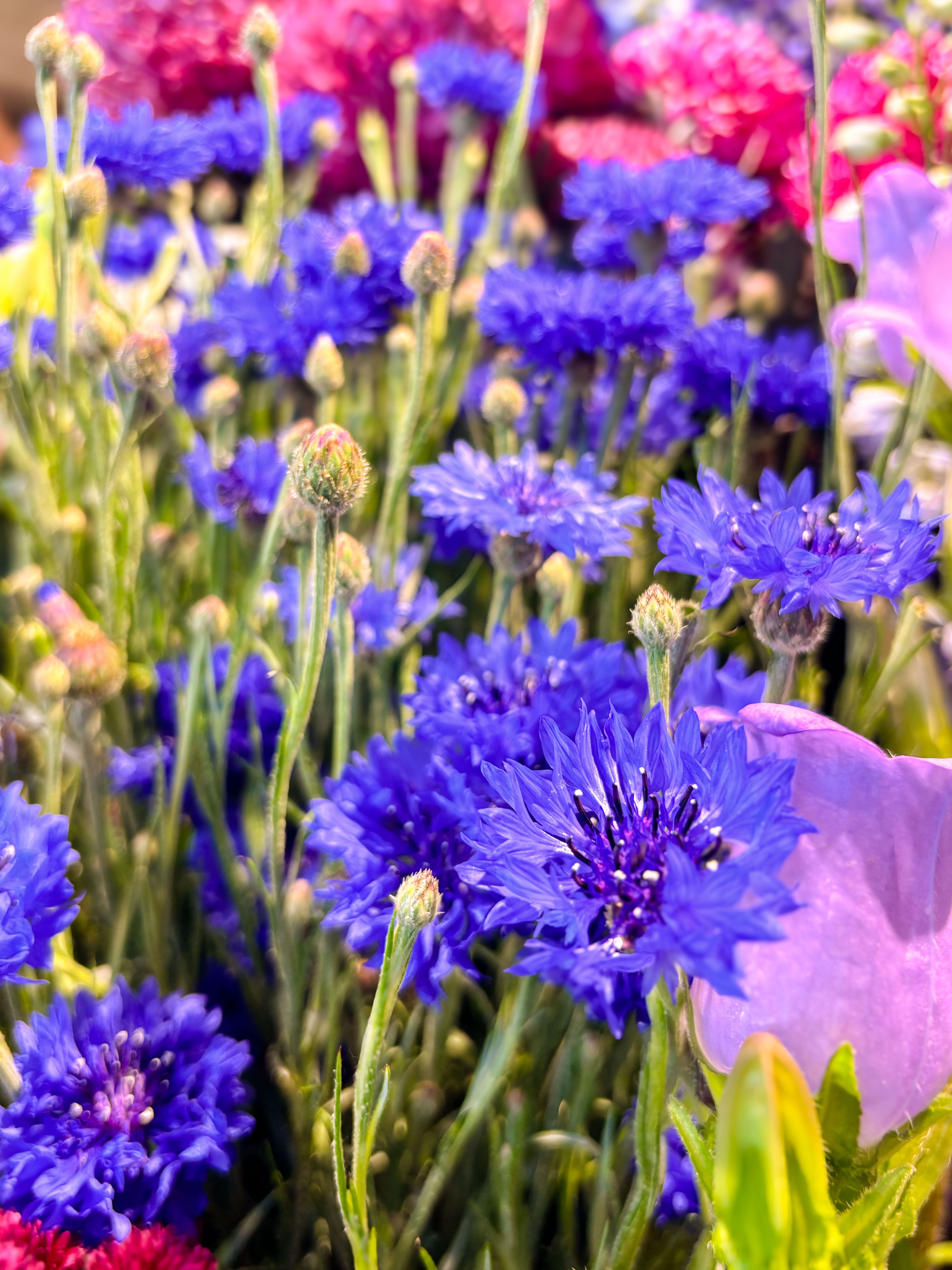 Wattle Whisper 花藝工作室